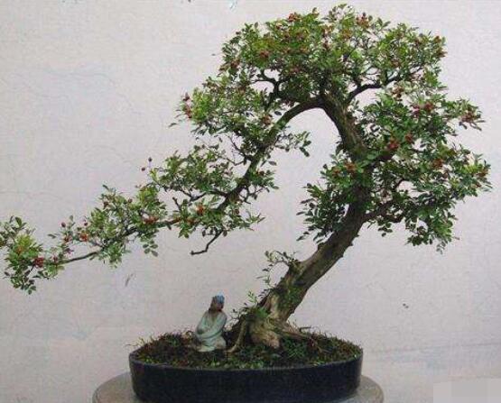 九里香盆景的養(yǎng)殖方法，做好七個(gè)基本養(yǎng)殖要點(diǎn)滿盆花香