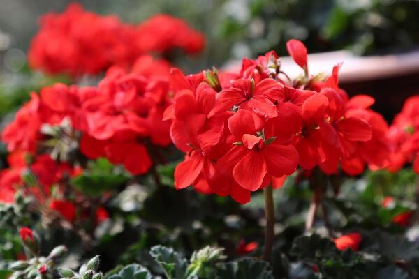 天竺葵冬天怎么養(yǎng)，做好以下5點才是關(guān)鍵