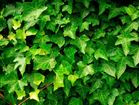 常春藤和常青藤一樣嗎，教你三種區(qū)別方法(形態(tài)/生長環(huán)境/作用)