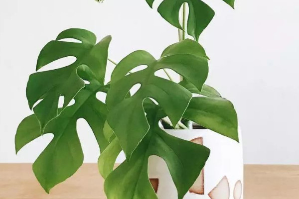 龜背竹冬天怎么養(yǎng)護(hù)