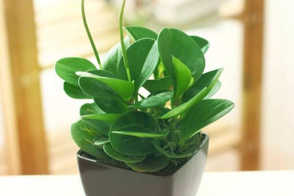 碧玉開花圖片，好看的碧玉花圖片欣賞