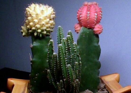 仙人掌喜歡陽光嗎，長日曬生長更健康