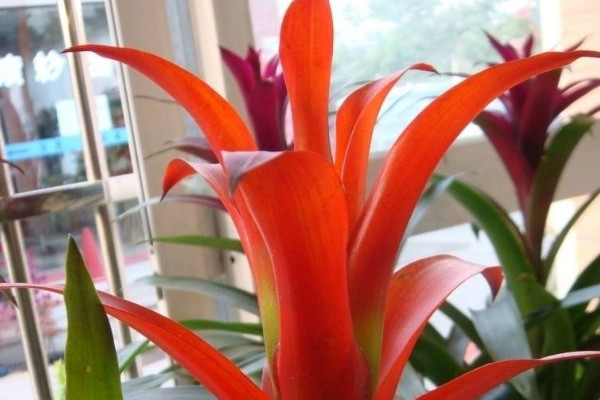 鴻運當(dāng)頭的側(cè)芽怎么切