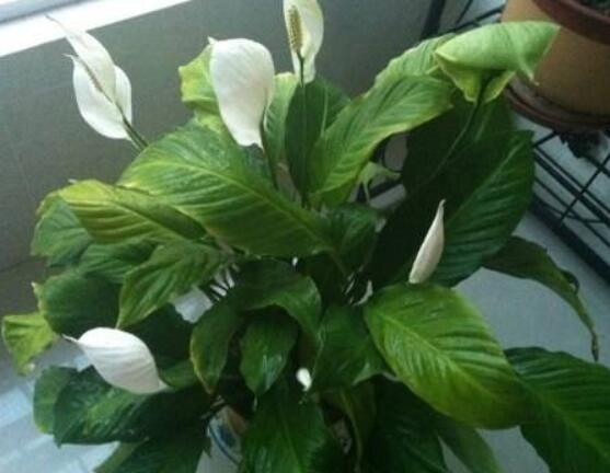 一帆風(fēng)順用什么水澆，澆池塘水、淘米水生長(zhǎng)最快