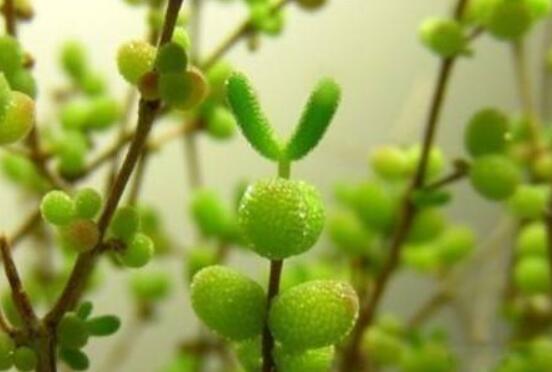 碧光環(huán)種植方法，擇健康種子、保水保肥土壤/淺盆為主