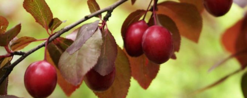 櫻花有果實(shí)嗎