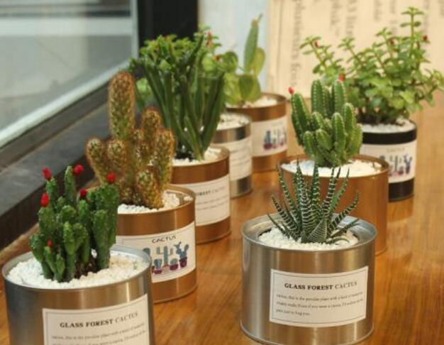 仙人球長斑怎么辦，及時挖掉并且合理養(yǎng)護