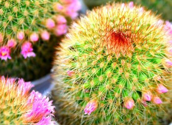 怎樣養(yǎng)仙人球容易開花，記住五個(gè)要點(diǎn)花開爆盆