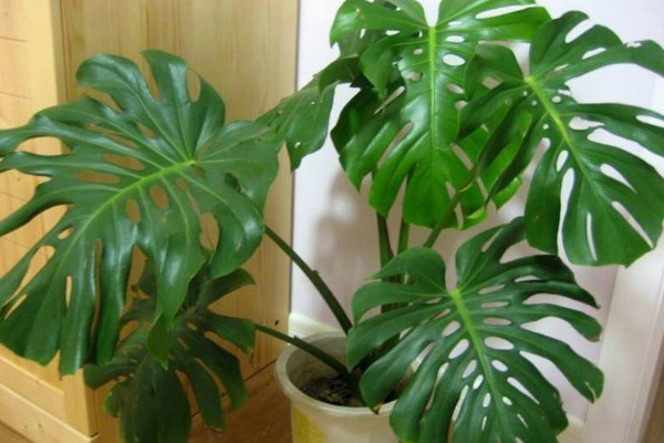 龜背竹怎么養(yǎng)護(hù)