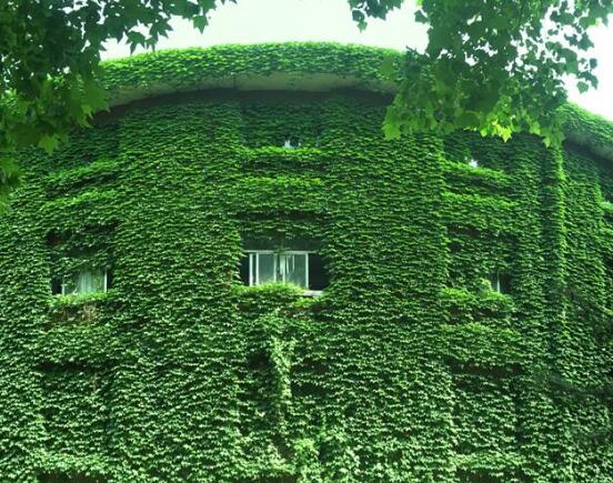 常春藤和爬山虎的區(qū)別，三個(gè)方法教你簡單分辨