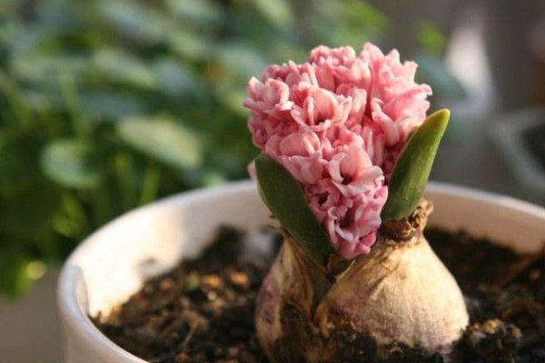 風(fēng)信子花謝后怎么處理，繼續(xù)栽培或冷藏保存種球