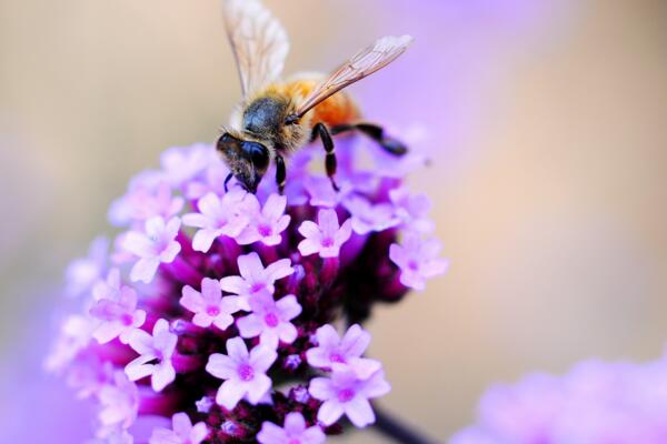 薰衣草適合送什么人，送給朋友、戀人