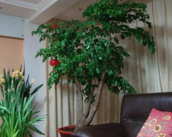 幸福樹開花什么預(yù)兆、寓意著家庭和睦，幸福快樂(吉兆)