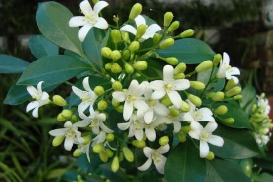 九里香盆栽的功效與作用，制作香精、活血化瘀