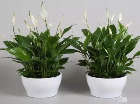 一帆風(fēng)順土培改水培，做好這六大要點(diǎn)即可快速水培生根