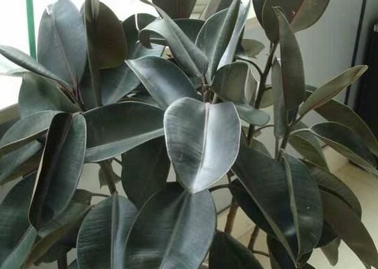 橡皮樹葉子下垂怎么辦，四種原因以及解決辦法