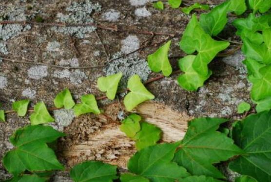 常春藤葉子干枯怎么辦，做好這五點(diǎn)即可恢復(fù)生機(jī)