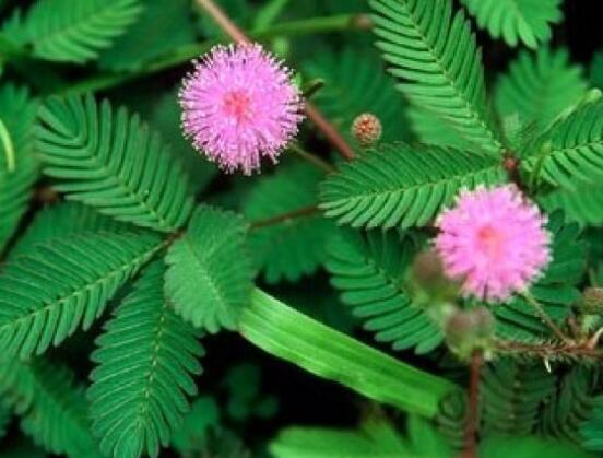 含羞草能在家里養(yǎng)嗎，不適合/頭發(fā)、眉毛嚴(yán)重脫落