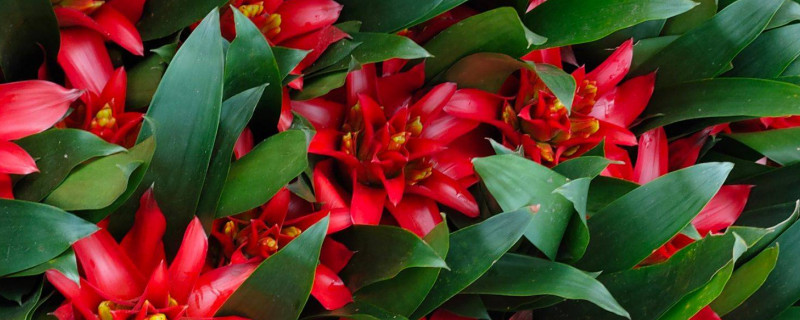 鴻運當頭發(fā)芽了可以分栽嗎