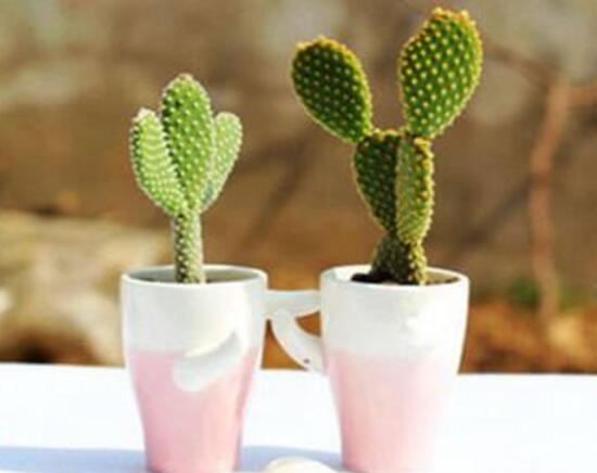 仙人掌防輻射嗎，原來(lái)流言都是騙人的