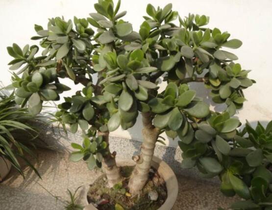 植物燕子掌有毒嗎，無(wú)毒與有毒需待進(jìn)一步科學(xué)考證(證據(jù)不足)