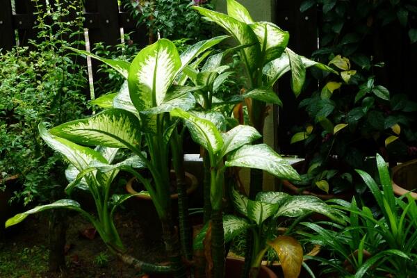 萬年青適合在室內(nèi)養(yǎng)嗎，有著很全面的作用