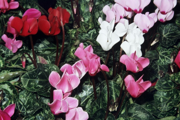 仙客來(lái)根部腐爛怎么辦