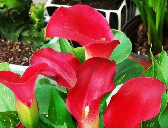 荷蘭馬蹄蓮的養(yǎng)殖方法，做好六個(gè)要點(diǎn)生長碧綠宜人