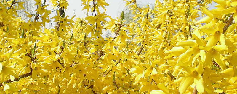 迎春花會(huì)結(jié)果嗎