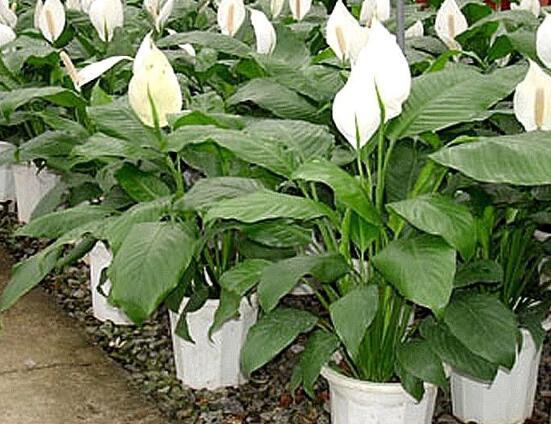 盆栽一帆風(fēng)順怎么養(yǎng)，教你八個(gè)方法便可爆盆