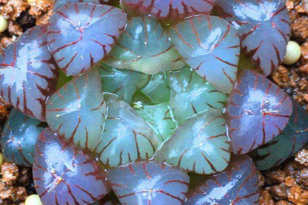 玉露小苗如何養(yǎng)護(hù)