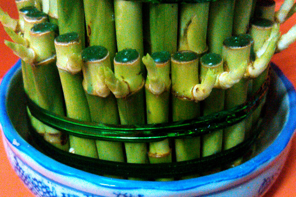 養(yǎng)富貴竹妙招，水培養(yǎng)殖的方法最棒