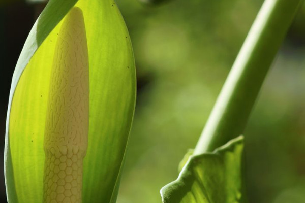 滴水觀音能長(zhǎng)多高