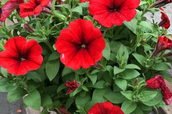 牽?；梢耘柙栽诩茵B(yǎng)嗎