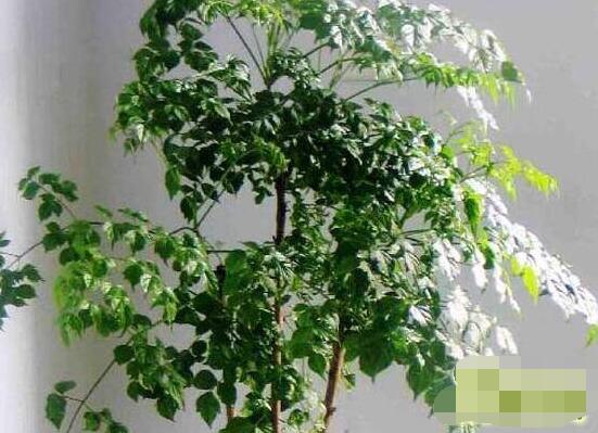 幸福樹水生根技巧，做好四點(diǎn)步驟即可水培爆盆