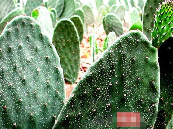 仙人掌怎么移植，用土覆蓋全根系、壓實(shí)土壤固定