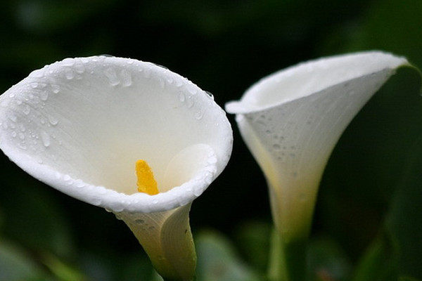 海芋花和馬蹄蓮的區(qū)別，海芋花花色單一并不豐富