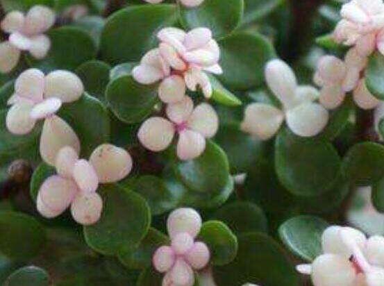 雅樂(lè)之舞的用途，盤(pán)點(diǎn)最實(shí)用四種價(jià)值