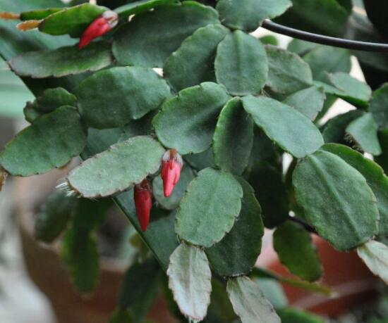 曇花的繁殖方法，盤點(diǎn)最常見的三種繁殖方法(扦插/播種/嫁接)