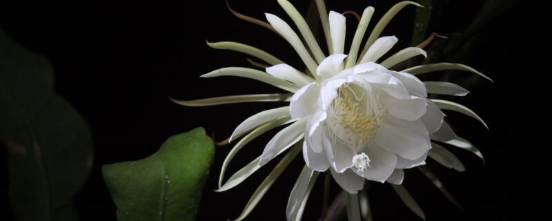 曇花什么時(shí)候開花