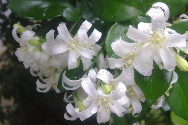 九里香有什么作用，九里香的六大功效介紹