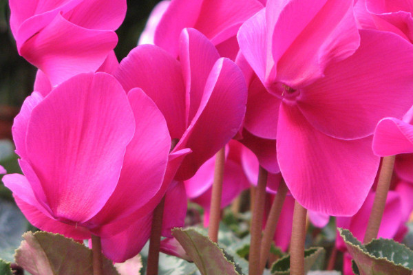 仙客來葉子發(fā)黃的原因