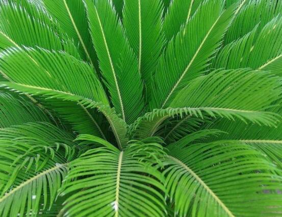 鐵樹開花有什么寓意，象征著大富大貴、吉祥瑞兆