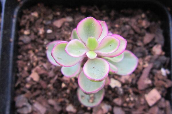 雅樂之舞掉葉子怎么辦，四種原因以及解決方法