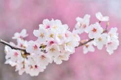 櫻花樹剛種上需要澆水嗎，根據(jù)土壤的干濕度判斷是否澆水