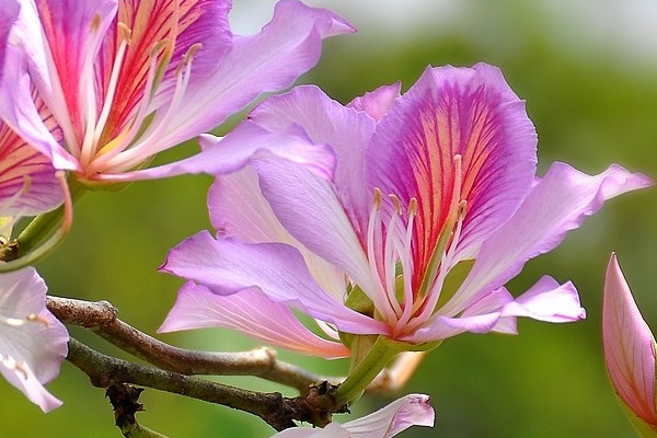 紫荊花冬天的養(yǎng)殖方法和注意事項(xiàng)