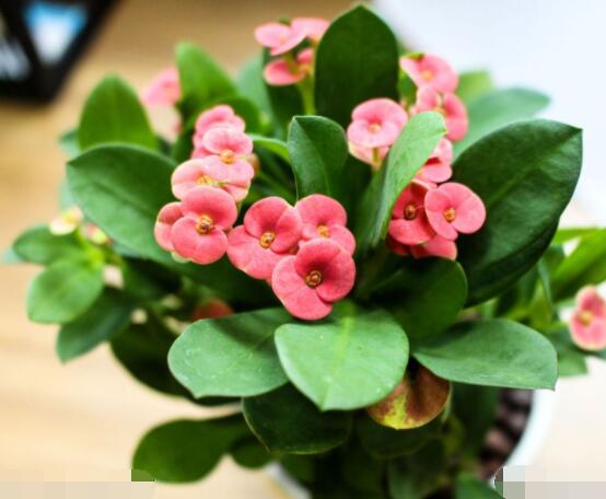 虎刺梅對人身體有害嗎，只需要注意避免接觸即可