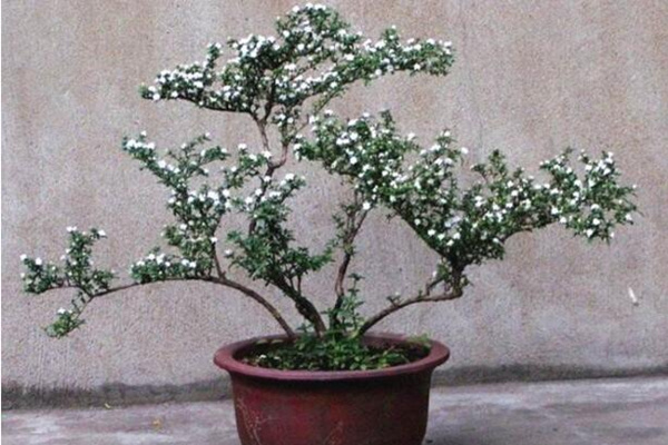 六月雪怕凍嗎，保證環(huán)境溫度不低于5℃