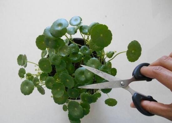 銅錢草怎么修剪，銅錢草剪掉葉子能活嗎