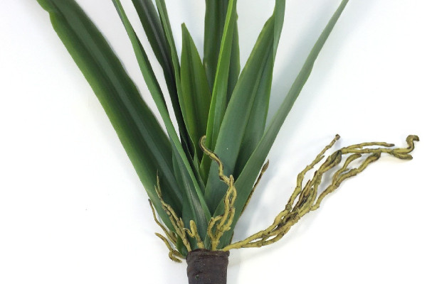 君子蘭春節(jié)能開(kāi)花嗎